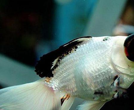 熊猫热带鱼长什么样子 熊猫鱼怎么养水温多少度合适