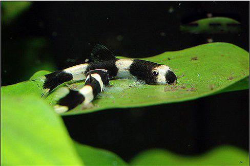 熊猫热带鱼长什么样子 熊猫鱼怎么养水温多少度合适