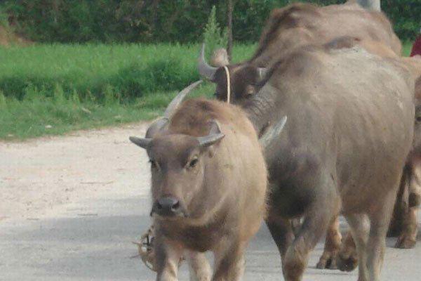 没事放放牛是谁 真实身份是托不是大土豪