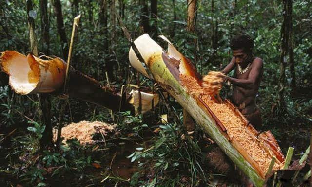 食人族为什么吃人 亚马逊真的有食人族真的吃人吗