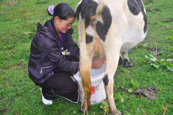 世界上最大的奶牛有多大 红辣椒有一吨多重