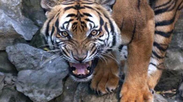 鬼会保护哪些生肖 鬼为什么怕生肖龙