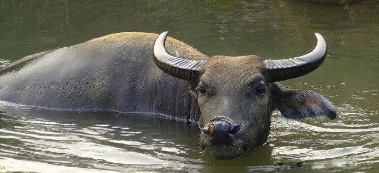 鬼会保护哪些生肖 鬼为什么怕生肖龙