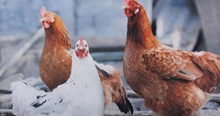 鬼会保护哪些生肖 鬼为什么怕生肖龙