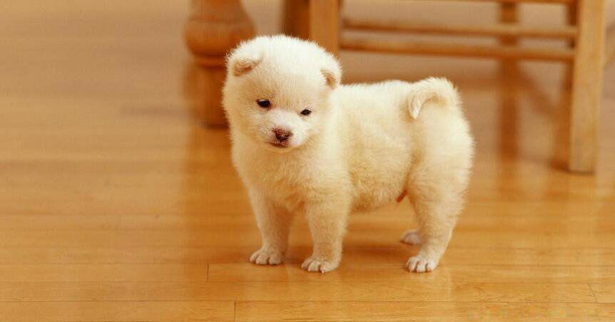 鬼会保护哪些生肖 鬼为什么怕生肖龙