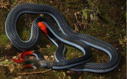 蓝长腺珊瑚蛇图片资料 蓝长腺珊瑚蛇有毒毒腺还很成