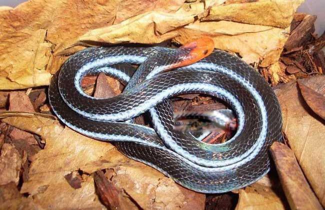 蓝长腺珊瑚蛇图片资料 蓝长腺珊瑚蛇有毒毒腺还很成