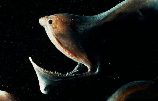 世界六大最恐怖的动物排名 看看巨型等足虫多恐怖