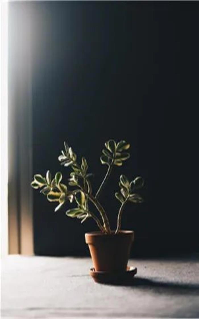10句李鸣精神分析语录 看看从你的角度怎么理解
