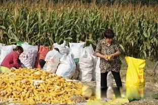 打仗需要准备什么物资 家里囤积什么最好