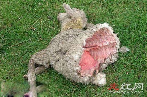 外星人屠牛事件是真的吗 屠夫杀牛时候的手艺精妙