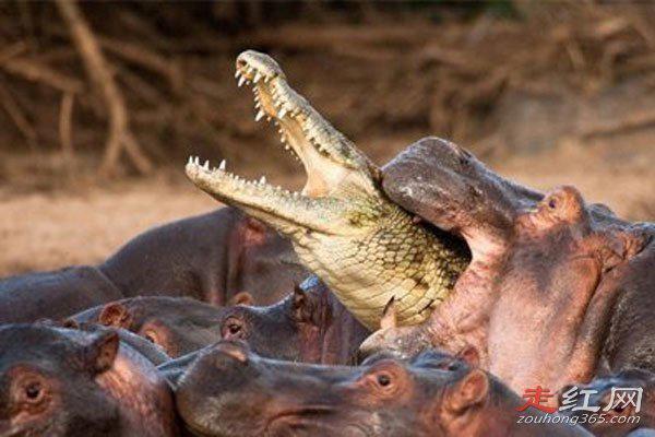 河马鳄鱼为什么不打架 为什么能共存