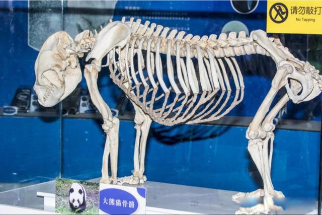 大熊猫的生活方式和特点 走路是内八还是外八