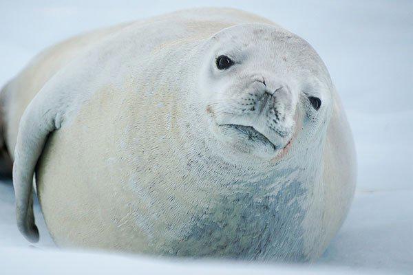 南极巨虫55米是真的吗 长度跟鲸鱼一般大小