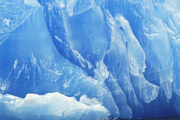 南极巨虫55米是真的吗 长度跟鲸鱼一般大小