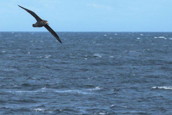 南极巨虫55米是真的吗 长度跟鲸鱼一般大小