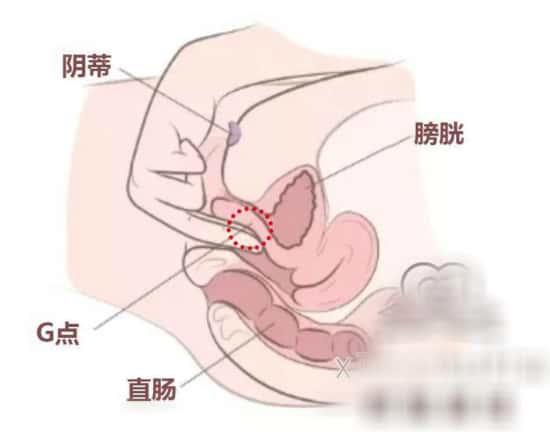 手把手教你找G点,高潮不用愁