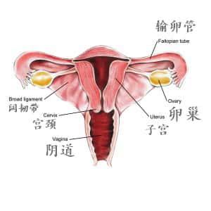 石女,你丁丁再强硬也进不去她的小妹妹