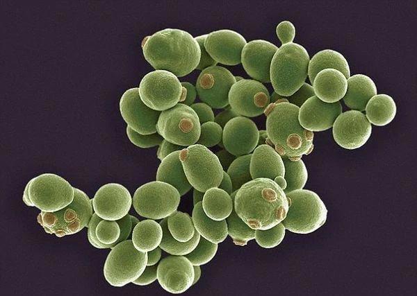 为什么吃蛋黄派会被查出酒驾？