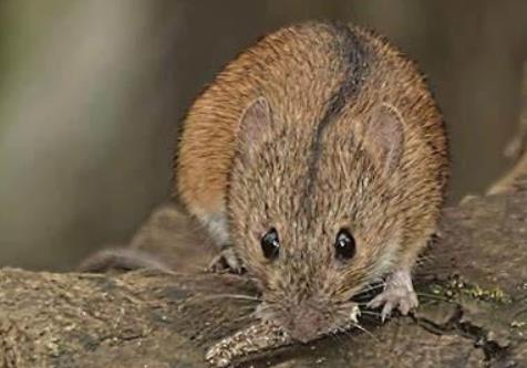 汉坦病毒引起什么疾病 汉坦病毒的主要传染源是什么？