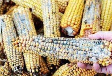 中国粮食储备有多少？可以维持全国2年的口粮