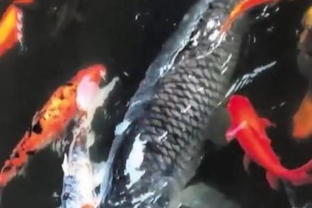 重庆明星莽子被吃掉，重庆明星鱼莽子涉事人将面临什么处罚？