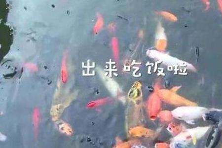 重庆明星莽子被吃掉，重庆明星鱼莽子涉事人将面临什么处罚？