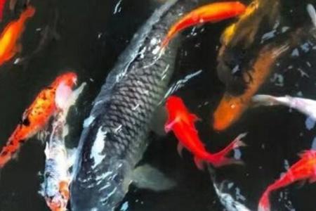 重庆明星莽子被吃掉，重庆明星鱼莽子涉事人将面临什么处罚？