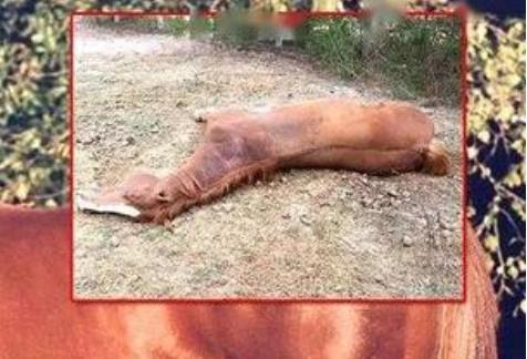 泰国出现非洲马瘟疫情最新消息 致死率多少闹得人心惶惶