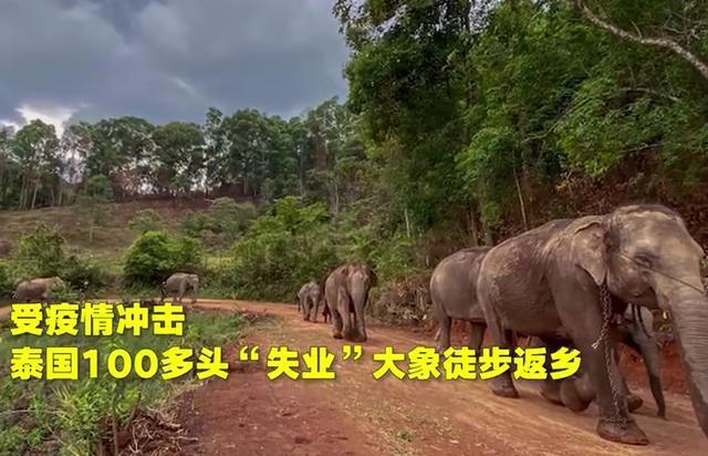 泰国大象因疫情失业徒步返乡，网友知道原因更加心酸了