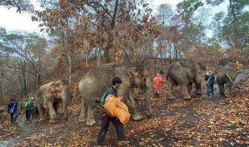 泰国大象因疫情失业徒步返乡，网友知道原因更加心酸了
