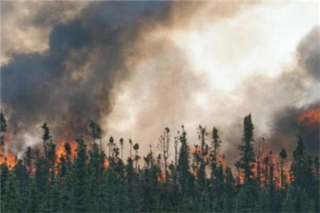 云南森林火灾2020最新消息 云南森林火灾消防员牺牲火因是什么