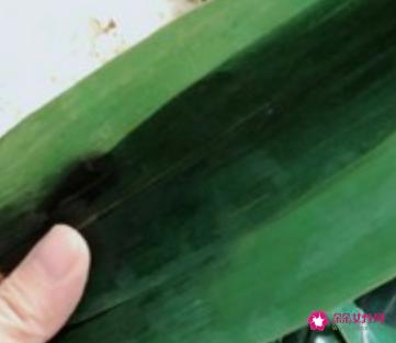 红豆粽子的做法和配料