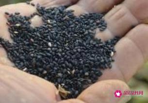 男人十大补肾壮阳食物