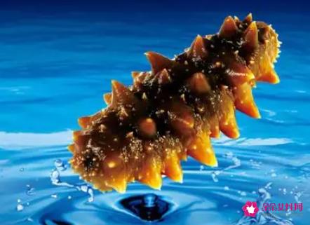 海参的十大功效与作用