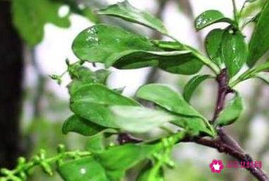 桑寄生的作用和功效