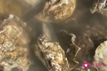 新鲜生蚝如何储存保鲜