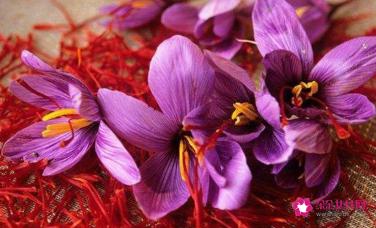 哪些人不适合吃藏红花