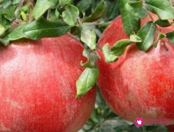 石榴的功效与作用的功能与主治