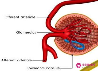 吃什么补肾气效果好