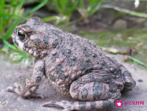 蟾蜍的药用价值以及功效作用