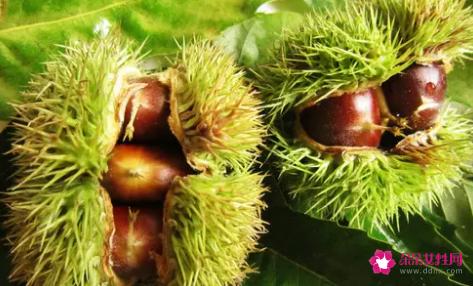 栗子的营养价值与功效有什么