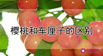 车厘子和樱桃的区别是什么