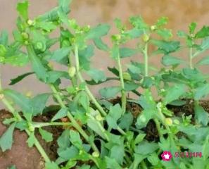 鹅不食草的功效与作用