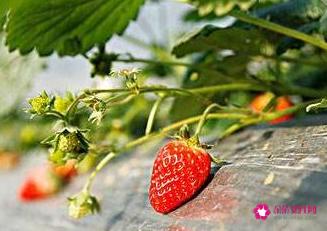 草莓什么时候种植最好