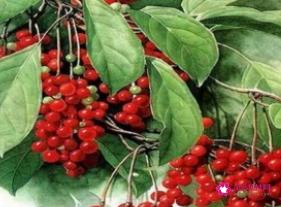五味子的功效与作用及禁忌症