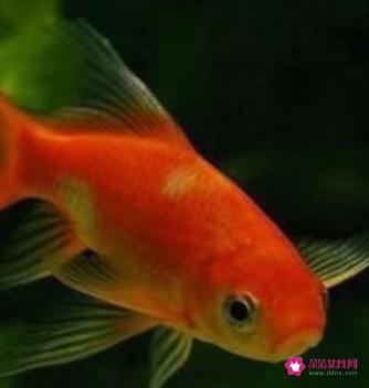 十大养不死的冷水鱼