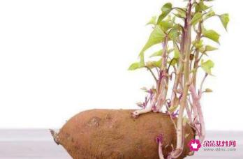 红薯有什么功效及作用