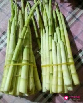 野生小竹笋图片