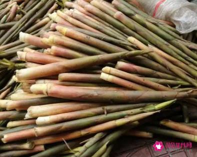 野生小竹笋图片